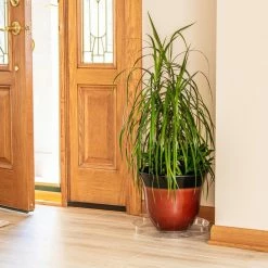 Vigoro 14 in. Plastic Plant Saucer -VIGOR Plants Shop vigoro planter saucers vs14vg 1f 1000