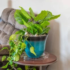 Vigoro 14 in. Plastic Plant Saucer -VIGOR Plants Shop vigoro planter saucers vs14vg 44 1000