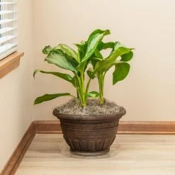 Vigoro 14 in. Plastic Plant Saucer -VIGOR Plants Shop vigoro planter saucers vs14vg 4f 1000