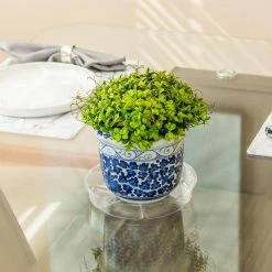 Vigoro 8 in. Plastic Plant Saucer 13 Vigoro 8 in. Plastic Plant Saucer -VIGOR Plants Shop vigoro planter saucers vs8vg 4f 1000