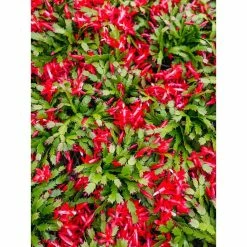 Vigoro 6 in. Christmas Cactus with Red Pot Cover -VIGOR Plants Shop vigoro succulents 81826 1f 1000