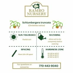 Vigoro 6 in. Christmas Cactus with Red Pot Cover -VIGOR Plants Shop vigoro succulents 81826 44 1000