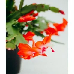 Vigoro 6 in. Christmas Cactus with Red Pot Cover -VIGOR Plants Shop vigoro succulents 81826 4f 1000