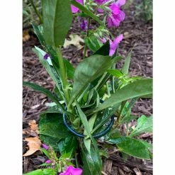 Vigoro 18 in. H x 1.50 in. W Steel Plant Prop -VIGOR Plants Shop vigoro tomato cages 611872 hd 31 1000