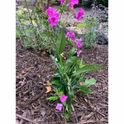 Vigoro 36 in. H x 2.24 in. W Metal Plant Prop 21 Vigoro 36 in. H x 2.24 in. W Metal Plant Prop -VIGOR Plants Shop vigoro tomato cages 613672 hd 31 1000