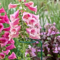 Vigoro 36 in. H x 2.24 in. W Metal Plant Prop 19 Vigoro 36 in. H x 2.24 in. W Metal Plant Prop -VIGOR Plants Shop vigoro tomato cages 613672 hd fa 1000