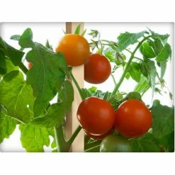 Vigoro 5 ft. Wooden Garden Stake -VIGOR Plants Shop vigoro tomato cages rc 85n 1f 1000