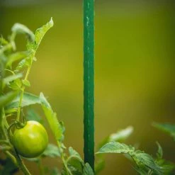 Vigoro 5 ft. Green Colored Steel Core Garden Stake -VIGOR Plants Shop vigoro tomato cages st5vg 66 1000