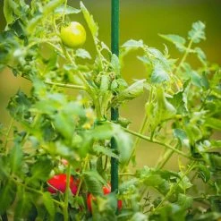 Vigoro 5 ft. Green Colored Steel Core Garden Stake -VIGOR Plants Shop vigoro tomato cages st5vg 76 1000