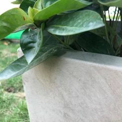 KANTE 31 in. L Rectangular Weathered Concrete/Fiberglass Indoor Outdoor Elegant Planter 17 KANTE 31 in. L Rectangular Weathered Concrete/Fiberglass Indoor Outdoor Elegant Planter -VIGOR Plants Shop weathered concrete kante plant pots osf0104b c80021 2 1f 1000