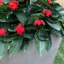 KANTE 31 in. L Rectangular Weathered Concrete/Fiberglass Indoor Outdoor Elegant Planter 14 KANTE 31 in. L Rectangular Weathered Concrete/Fiberglass Indoor Outdoor Elegant Planter -VIGOR Plants Shop weathered concrete kante plant pots osf0104b c80021 2 66 1000