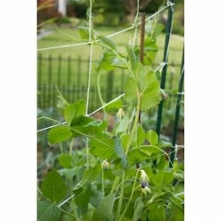 Vigoro 5 ft. x 8 ft. Sturdy Garden Trellis -VIGOR Plants Shop white vigoro tomato cages t008avg 1f 1000