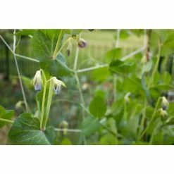 Vigoro 5 ft. x 8 ft. Sturdy Garden Trellis -VIGOR Plants Shop white vigoro tomato cages t008avg 31 1000