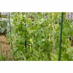 Vigoro 5 ft. x 8 ft. Sturdy Garden Trellis -VIGOR Plants Shop white vigoro tomato cages t008avg 76 1000