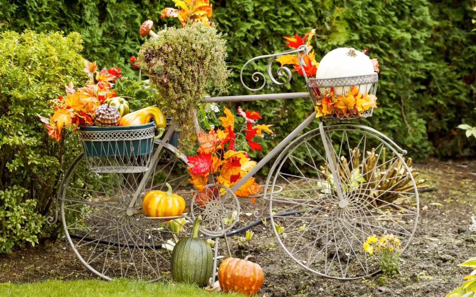 VIGOR Plants Shop 1 VIGOR Plants Shop -VIGOR Plants Shop 41fa1ac798fe959f078d47ae669703e6dc634df1