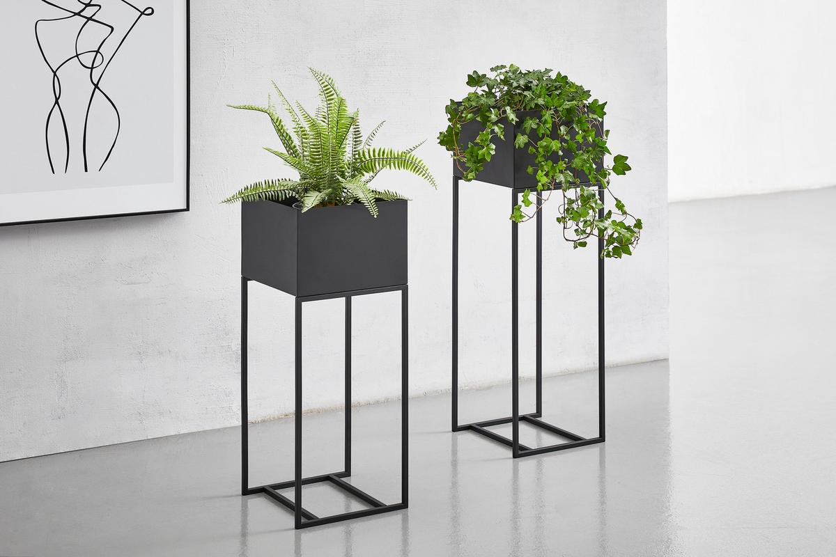 VIGOR Plants Shop 3 VIGOR Plants Shop -VIGOR Plants Shop image